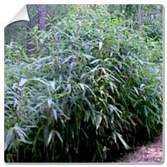 Bambu pequeno